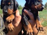 Safkan Doberman Yavruları Burkemden