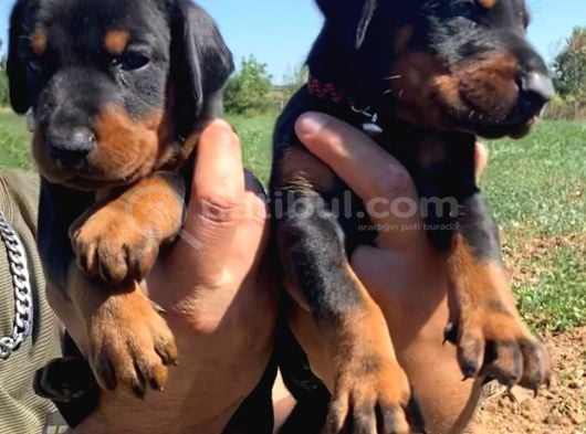 Safkan Doberman Yavruları Burkemden görsel