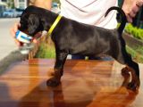 safkan doberman yavruları burkemden