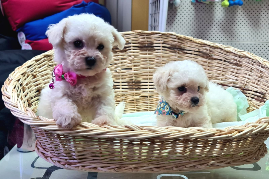 Orjinal Bichon Frİse Yavrularımız