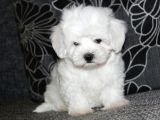 Maltese Terrier Yavrularımız