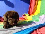 Üreti̇ci̇den A Plus Kali̇te Labrador Yavrular