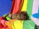 Üreti̇ci̇den A Plus Kali̇te Labrador Yavrular