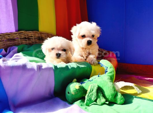 Maltese Terrier Yavrularımız görsel