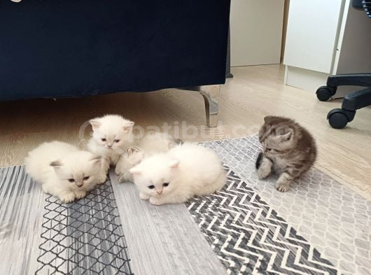 Safkan Bebeklerim görsel