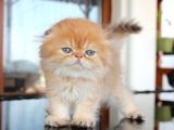 Safkan Secereli Scottish Fold Chocolate Golden Erkek yavru