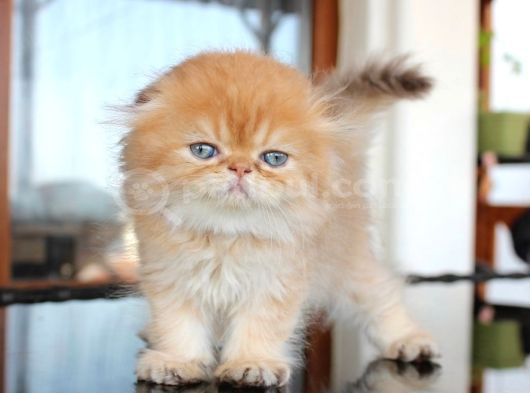 Safkan Secereli Scottish Fold Chocolate Golden Erkek yavru