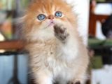 Safkan Secereli Scottish Fold Chocolate Golden Erkek Yavru