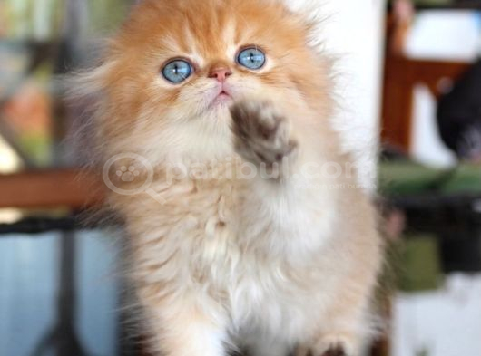 Safkan Secereli Scottish Fold Chocolate Golden Erkek Yavru görsel