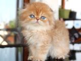 Safkan Secereli Scottish Fold Chocolate Golden Erkek Yavru
