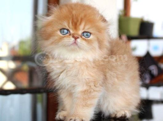 Safkan Secereli Scottish Fold Chocolate Golden Erkek Yavru görsel