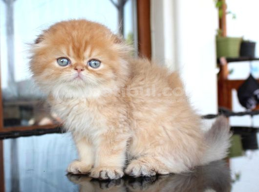 Safkan Secereli Scottish Fold Chocolate Golden Erkek Yavru görsel