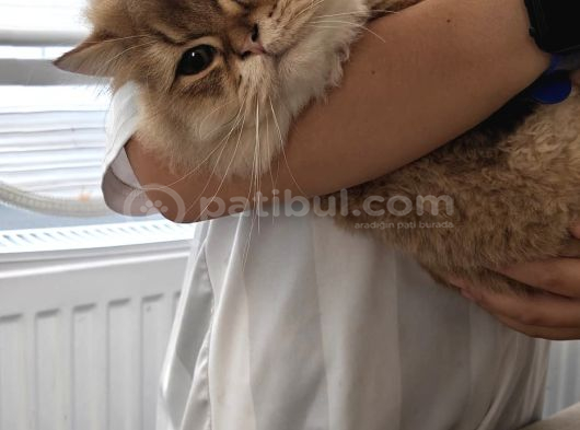 Golden  Long Yavru 6 Aylık Erkek görsel