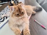 Golden  Long Yavru 6 Aylık Erkek