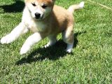 Japon Aki̇ta Inu Yavrulari̇ Bi̇zi̇ Aramadan Karar Vermeyi̇n