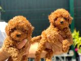 Ki̇lo Garanti̇li̇ Poodle Yavrularimiz