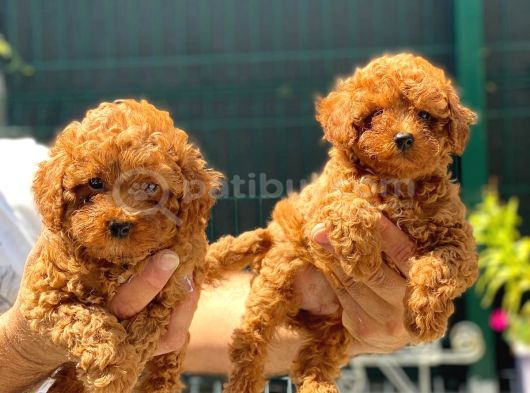 Ki̇lo Garanti̇li̇ Poodle Yavrularimiz