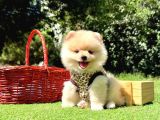 Gülen Surat Boo Pomeranian Yavrular