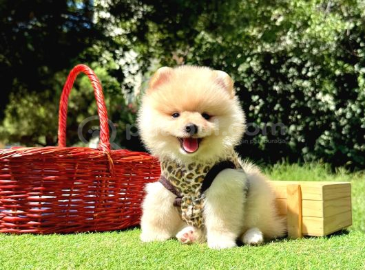 Gülen Surat Boo Pomeranian Yavrular görsel