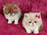 A kalite iran exotic ve persian  bebekler