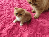 A kalite iran exotic ve persian bebekler