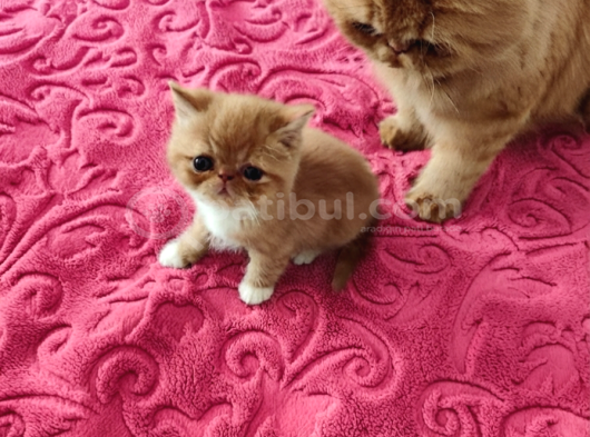 A kalite iran exotic ve persian bebekler