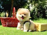 Gülen Surat Boo Pomeranian Yavrular