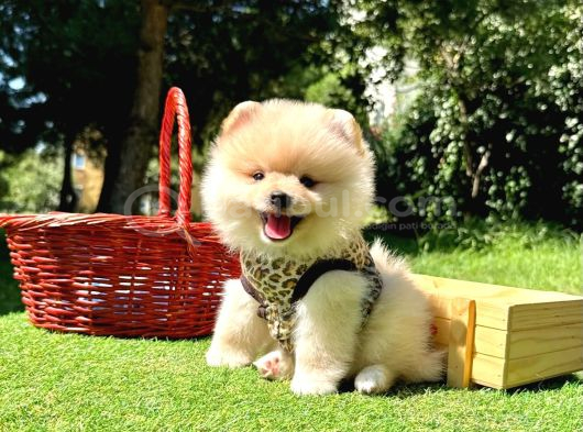 Gülen Surat Boo Pomeranian Yavrular görsel