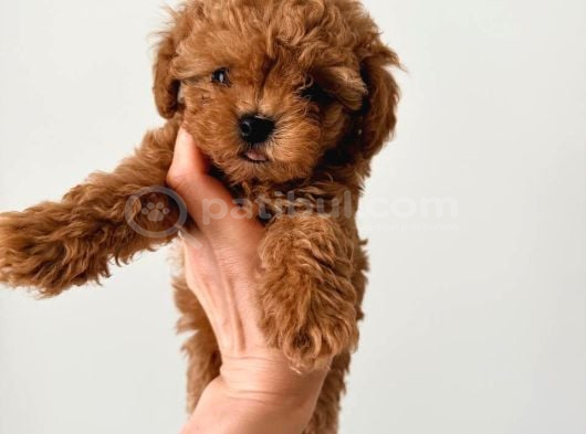 Kipkirmizi Red Toy Poodle Sevi̇mli̇ Yavrular görsel