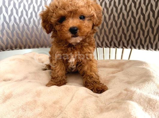 Kipkirmizi Red Toy Poodle Sevi̇mli̇ Yavrular