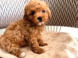Kipkirmizi Red Toy Poodle Sevi̇mli̇ Yavrular