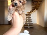 Malti̇poo Ci̇nsi̇ Yavrular Ev Üreti̇mi̇