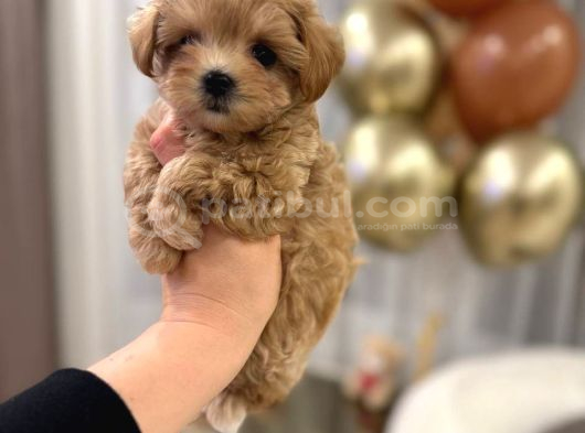 Malti̇poo Ci̇nsi̇ Yavrular Ev Üreti̇mi̇ görsel