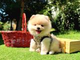 Gülen Surat Boo Pomeranian Yavrular