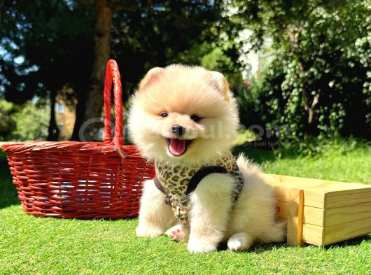 Gülen surat boo Pomeranian yavrular