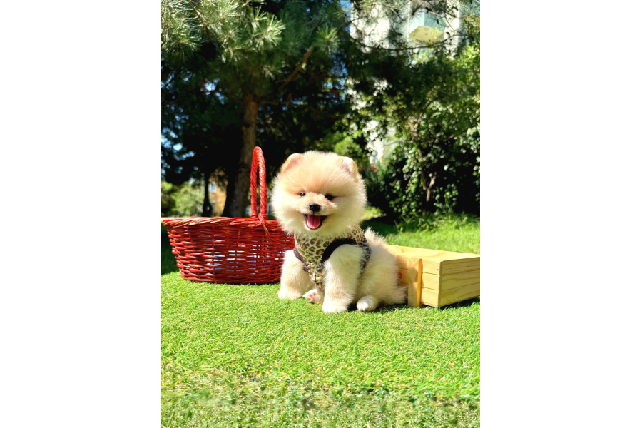 Gülen Surat Boo Pomeranian Yavrular