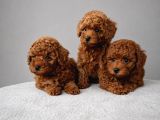 Poodle Arayanlara Güvenilir Adres