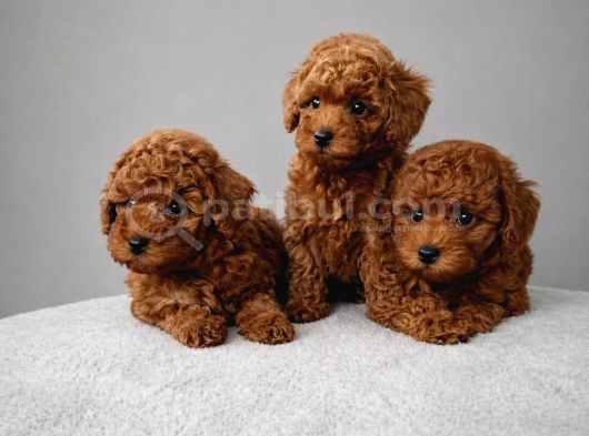 Poodle Arayanlara Güvenilir Adres