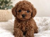 Özenle Yetiştirilen Poodle Yavrularımız