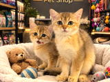 Irkının En Güzelinden British Shorthair Golden Yavrularımız