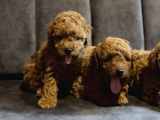 Ki̇lo Garanti̇li̇ Poodle Yavrularimiz