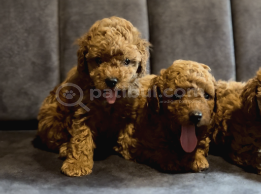 Ki̇lo Garanti̇li̇ Poodle Yavrularimiz görsel