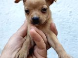 Minyatür Pinscher Yavrular