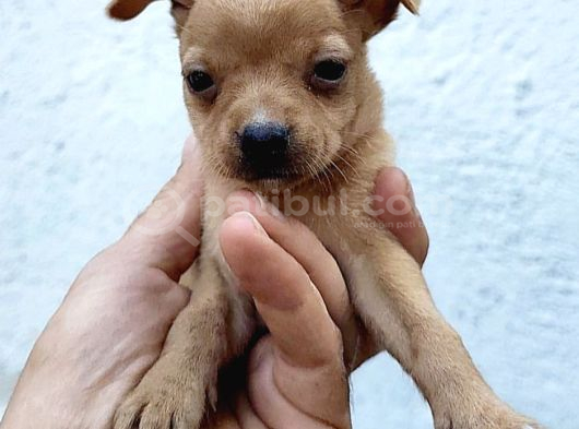 Minyatür Pinscher Yavrular