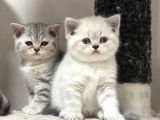 Veteri̇ner Kli̇ni̇ği̇nde Tesli̇m Bri̇ti̇sh Bebekler