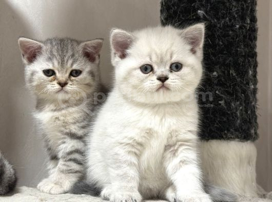 Veteri̇ner Kli̇ni̇ği̇nde Tesli̇m Bri̇ti̇sh Bebekler