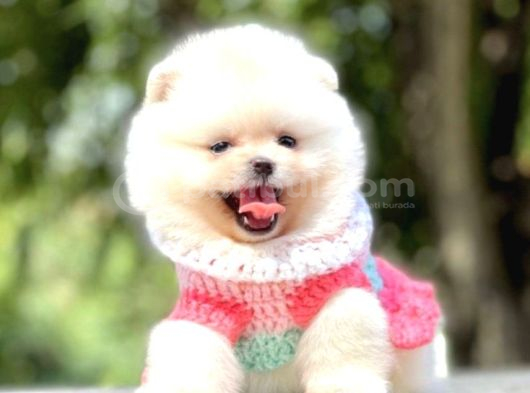Eşsiz Güzellikte Pomeranian Bebekler Ailesini Bekliyor görsel