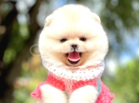 Eşsiz güzellikte pomeranian bebekler ailesini bekliyor