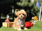 Maltipoo Standartlarının En Iyisi En Küçüğü Bebekler