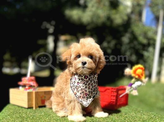 Maltipoo Standartlarının En Iyisi En Küçüğü Bebekler